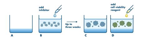 use of test tube with soft agar|Soft Agar Assay Agar (Difco Noble Agar, BD Bioscience cat .